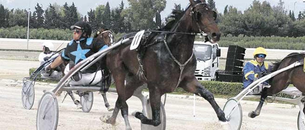 El campeón Fibló de Font, lanzado por Joan Bauzá, en los metros finales de su victoria en el ´Gran Premi Nacional´ del Hipòdrom Son Pardo.