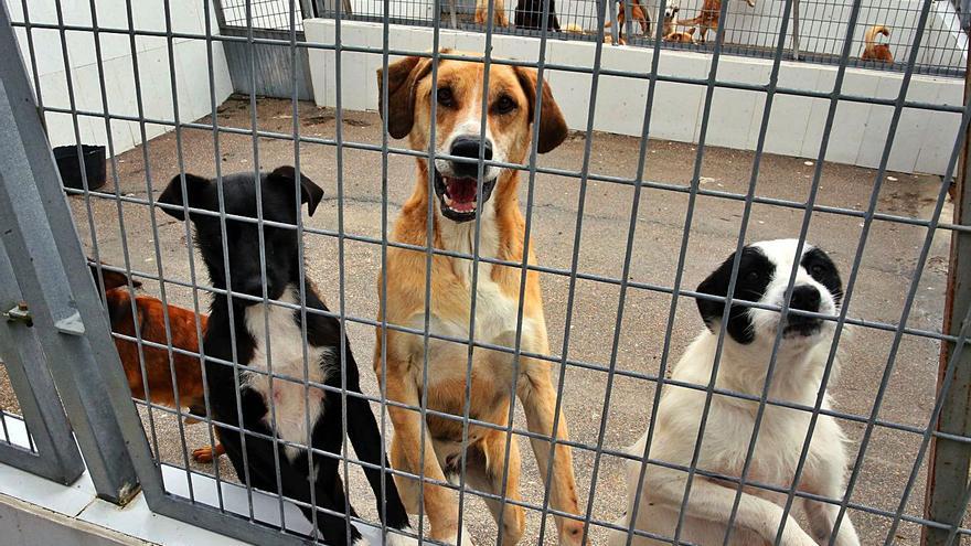 Un juez podrá negar la custodia compartida de los hijos si un cónyuge maltrata a su mascota