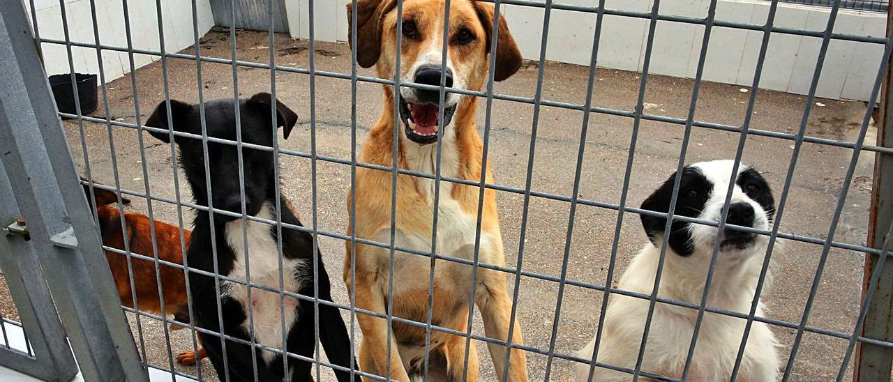 Varios perros en la protectora de animales de A Madroa este verano. |   // MARTA G. BREA