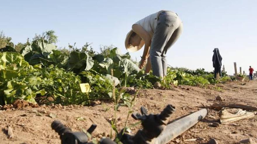 El programa Fígaro busca aprovechar al máximo los recursos en las explotaciones agrícolas.
