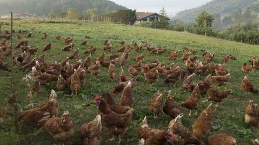 Entra en vigor el encierro de aves de corral en 40 concellos por la gripe aviar