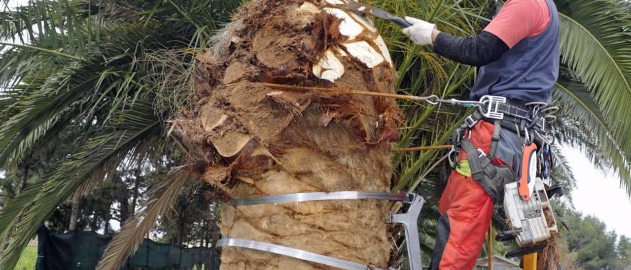 Un operario poda el tronco de una palmera afectada por el picudo rojo.