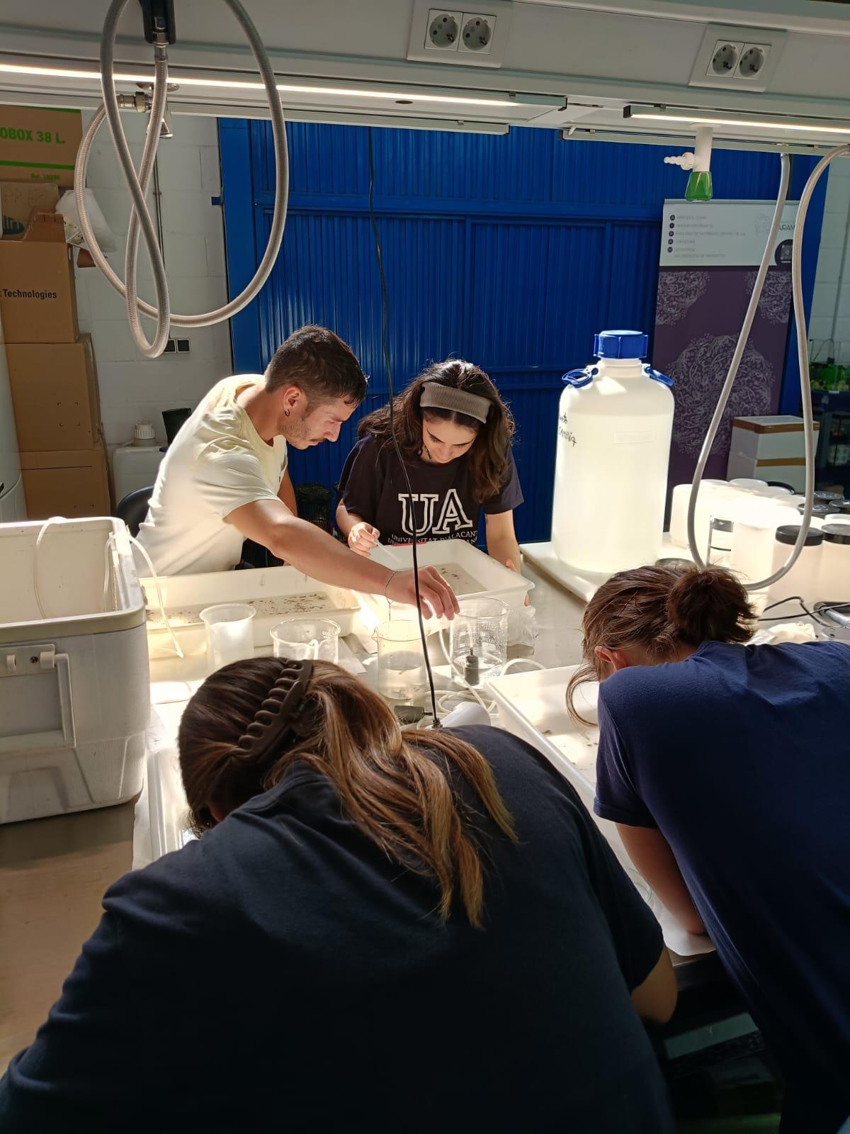 Investigadoras de la UA durante la cría experimental de especies como el langostino del Mediterráneo.