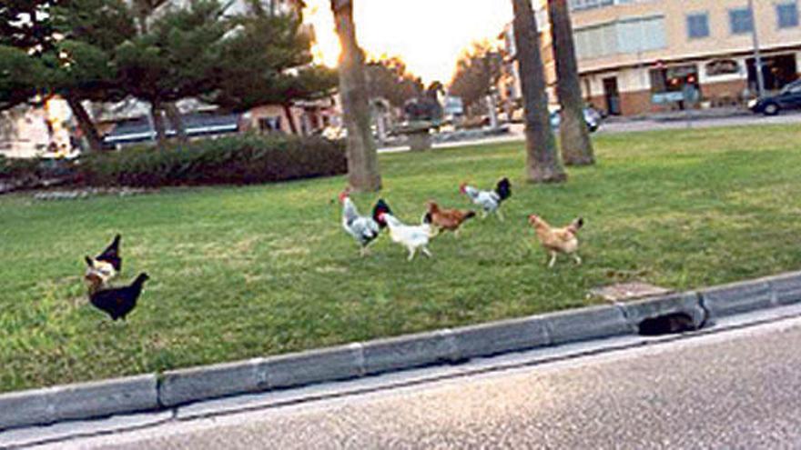 Las gallinas de la plaza Madrid