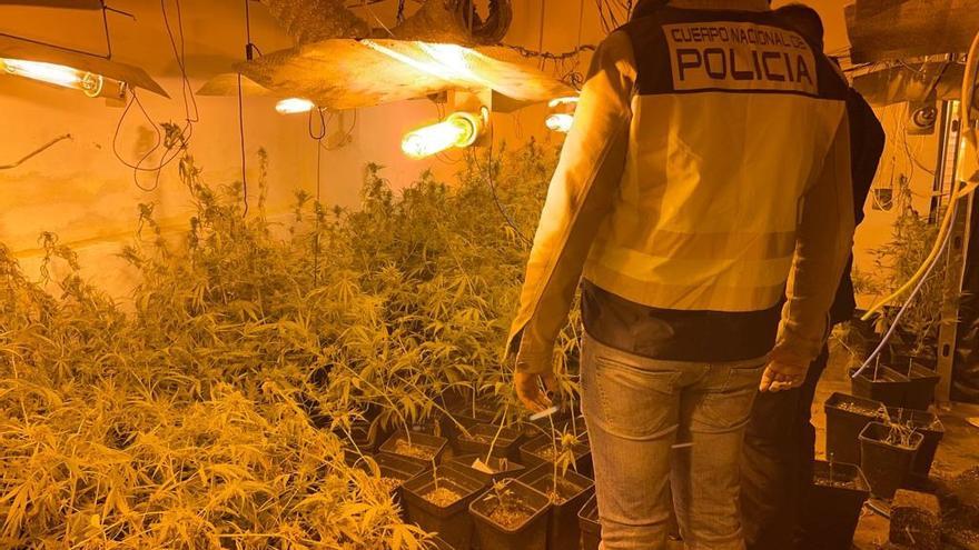 La Policía Nacional detiene a un hombre tras embestir el vehículo de los agentes y localizarle plantaciones de marihuana en una nave