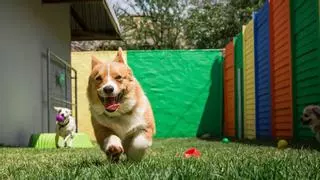 La residencia donde dejas a tu perro cuando te vas de vacaciones puede afectar a su salud mental