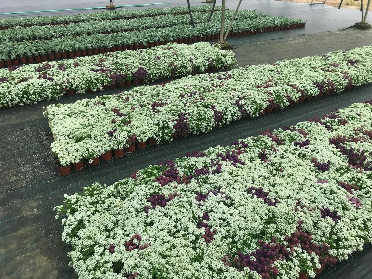 La Diputación de Cáceres distribuirá 48.000 plantas de diez especies diferentes en su Campaña de Primavera para embellecer municipios La Diputación de Cáceres distribuirá 48.000 plantas de diez especies diferentes en su Campaña de Primavera para embellecer municipios