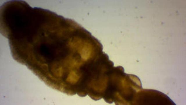 Hallan una nueva especie en la Albufera ligada al cangrejo