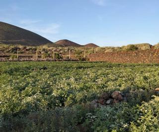 Otra herida en el Malpaís