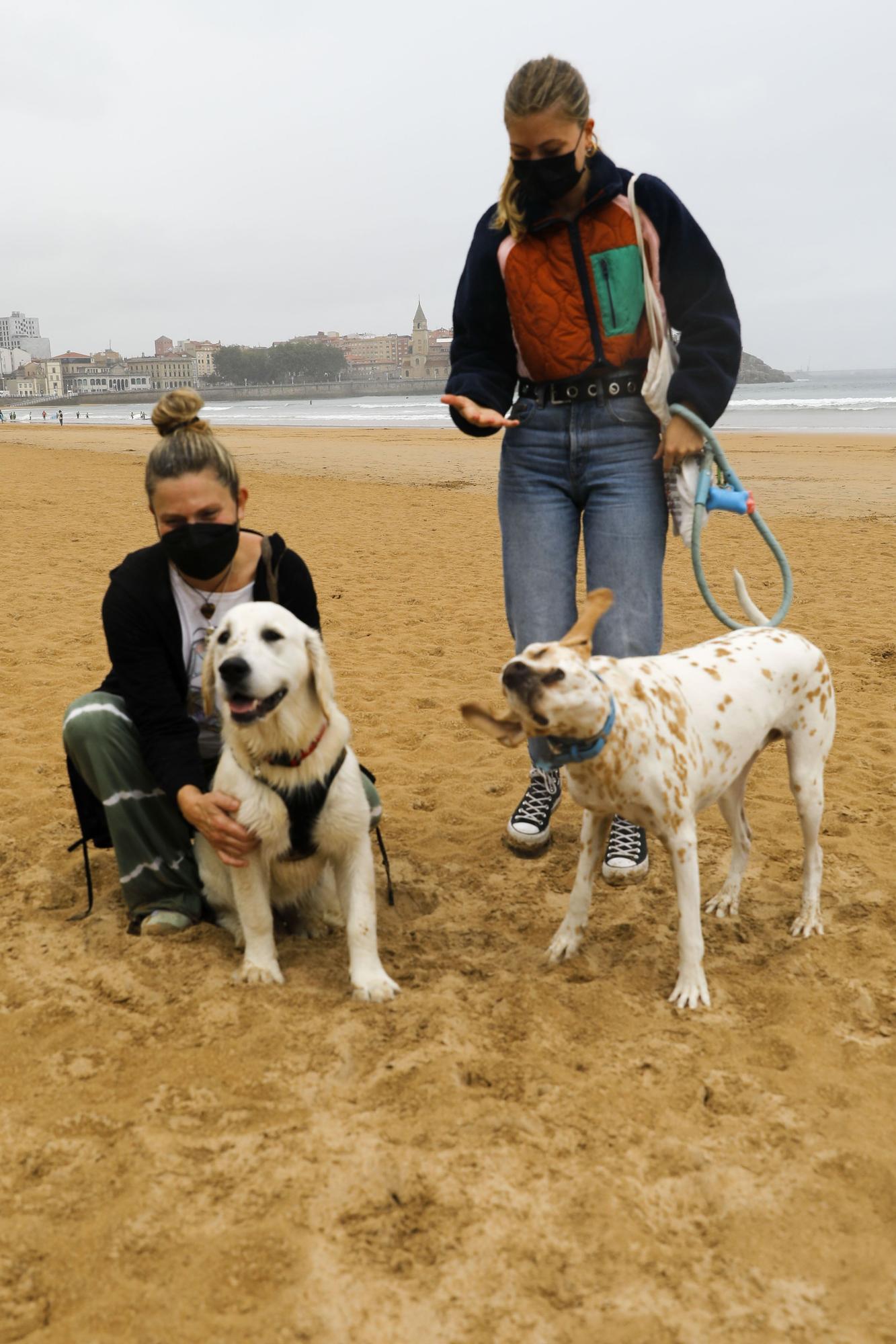 Los perros vuelven a las playas gijonesas