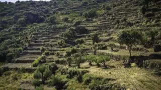 DO Arribes alcanza las 17 variedades y abre nuevas vías en la elaboración de sus vinos