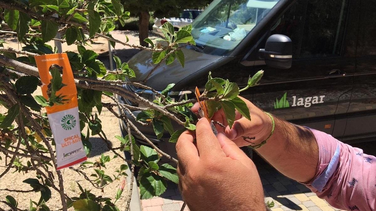 Un técnico de Grupo Lagar coloca una bolsa con insectos depredadores en un arbusto.