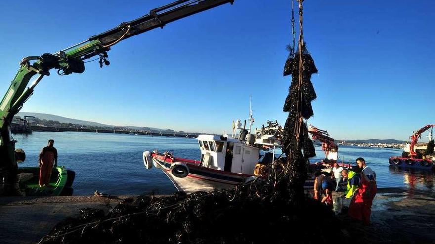 Varios operarios descargan mejillón en un puerto gallego.