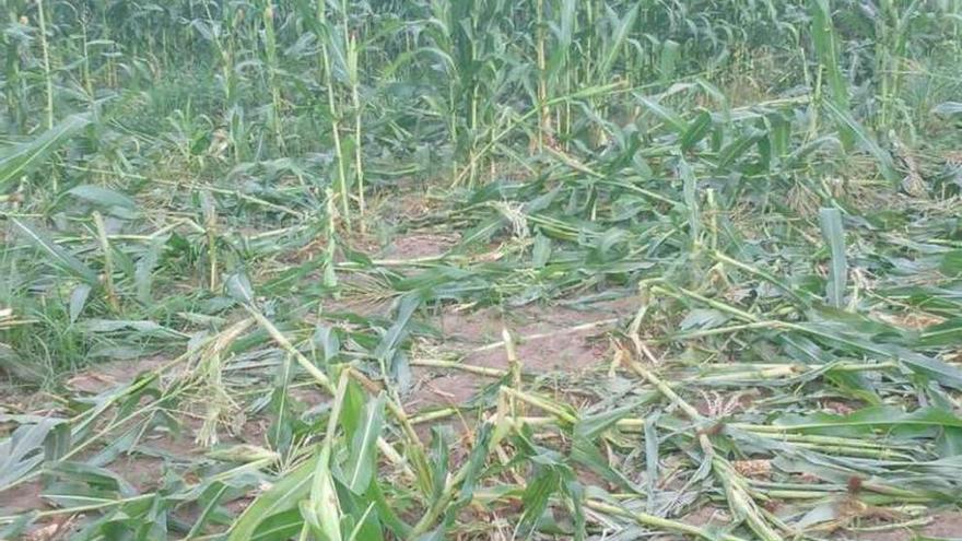 Una finca de maíz con plantas rotas por los jabalíes.