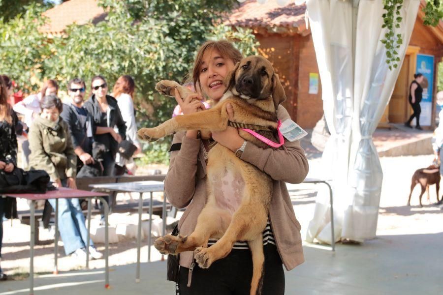 Concurso de perros en La Aldehuela