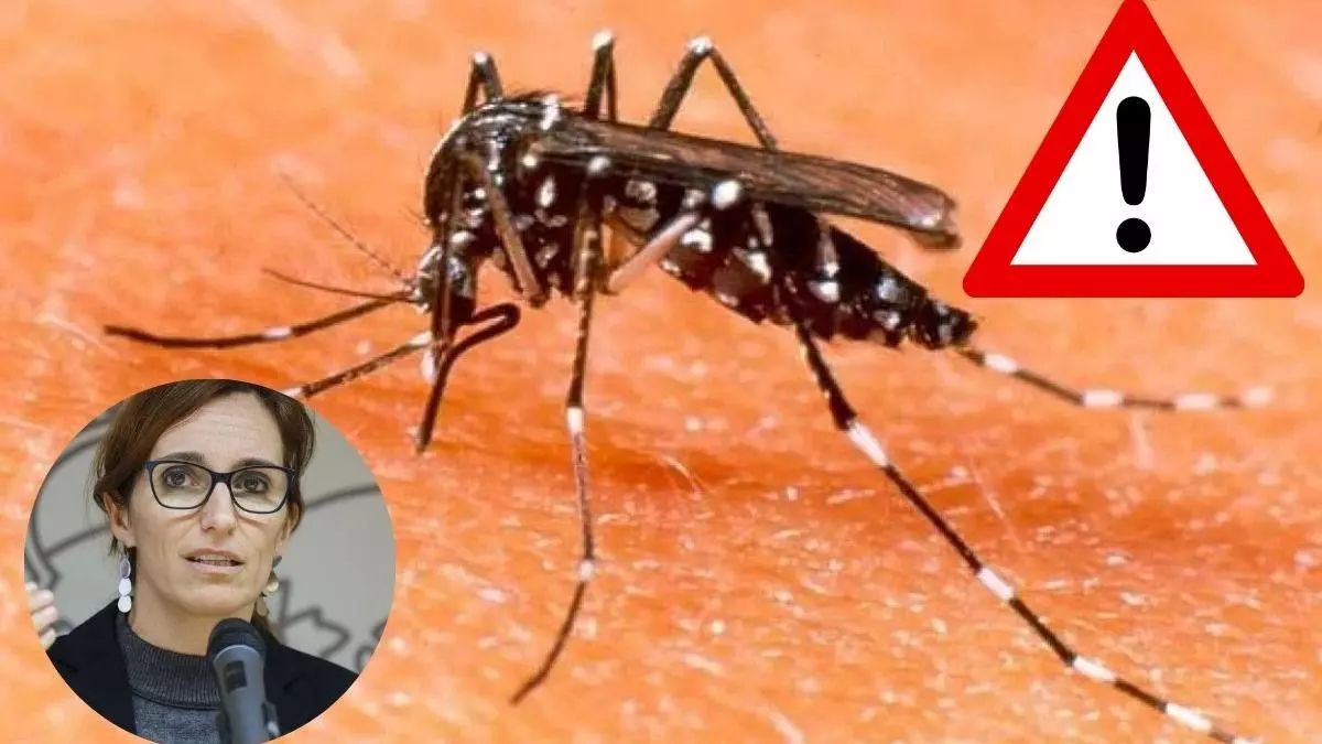 Sanidad advierte contra el mosquito tigre tras confirmar que está transmitiendo enfermedades nunca vistas en España