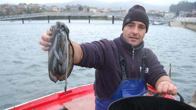 Un pescador de Cesantes muestra un choco en una campaña anterior.