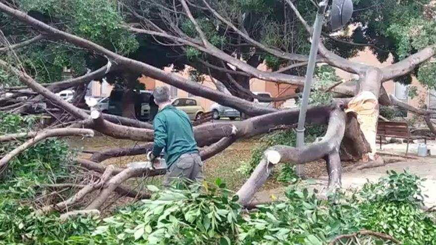 Se cae un imponente árbol en Vila-real