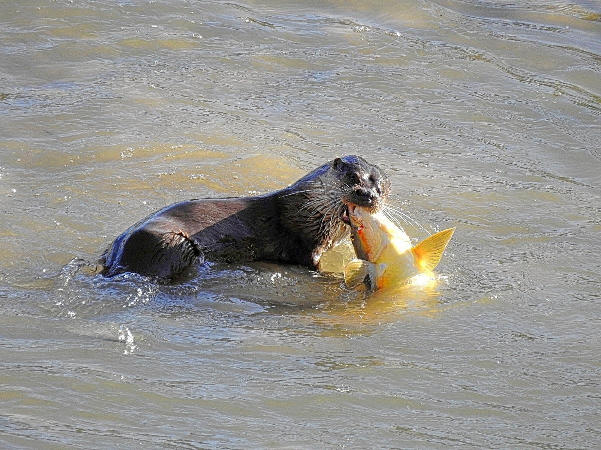 Una nutria comiendo en el río Guadalquivir.