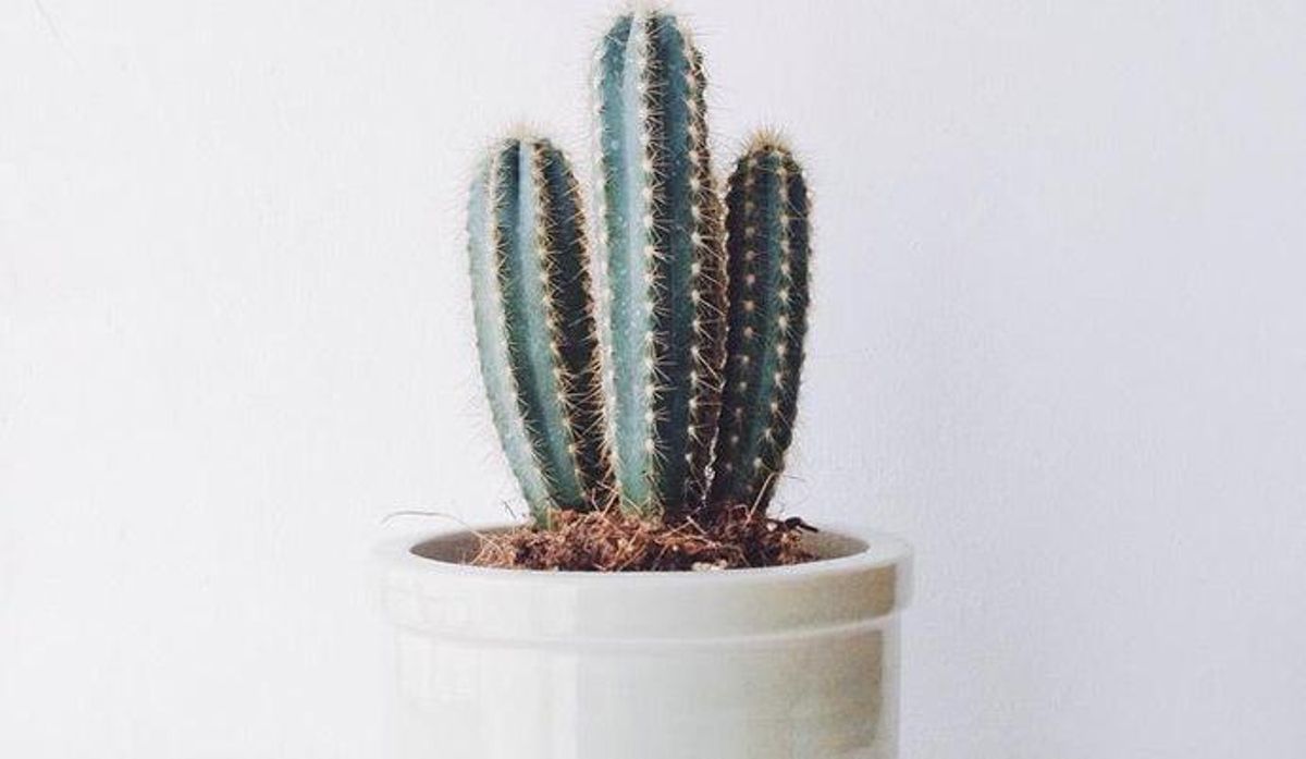 Estas son las tendencias de decoración que arrasarán en 2019
