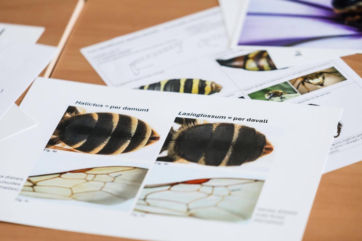 Un taller para identificar las abejas silvestres de Baleares