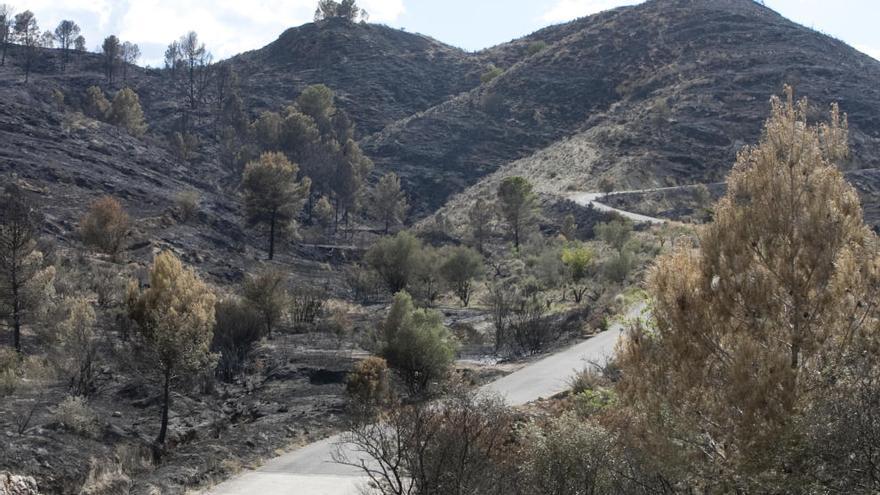 Chella concentra el 42% de la superficie forestal arrasada por el incendio de Bolbaite