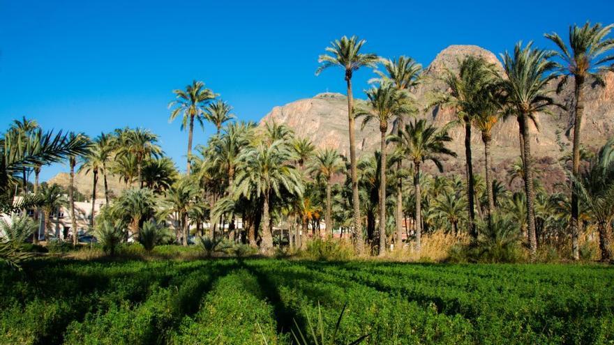 El Palmeral de Orihuela, en la Costa Blanca (Alicante).