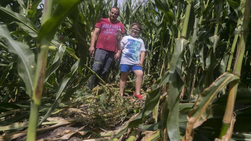 Los jabalíes se ceban con el maíz: estiman daños en el 20% de las plantaciones