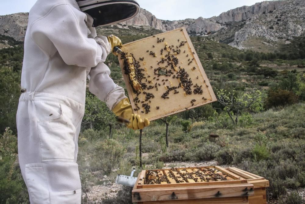 La fumigación contra la Xylella acaba con el 30% de los panales de abejas de la provincia de Alicante.