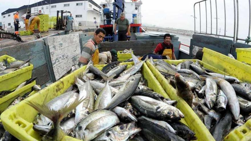 Marineros descargan cajas de jurel en un puerto gallego. iñaki abella