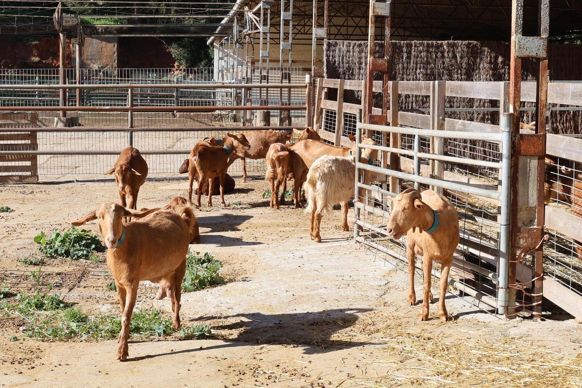 Las imágenes de 'Sábados en Juntos Farm', en Santa Gertrudis Las imágenes de 'Sábados en Juntos Farm', en Santa Gertrudis