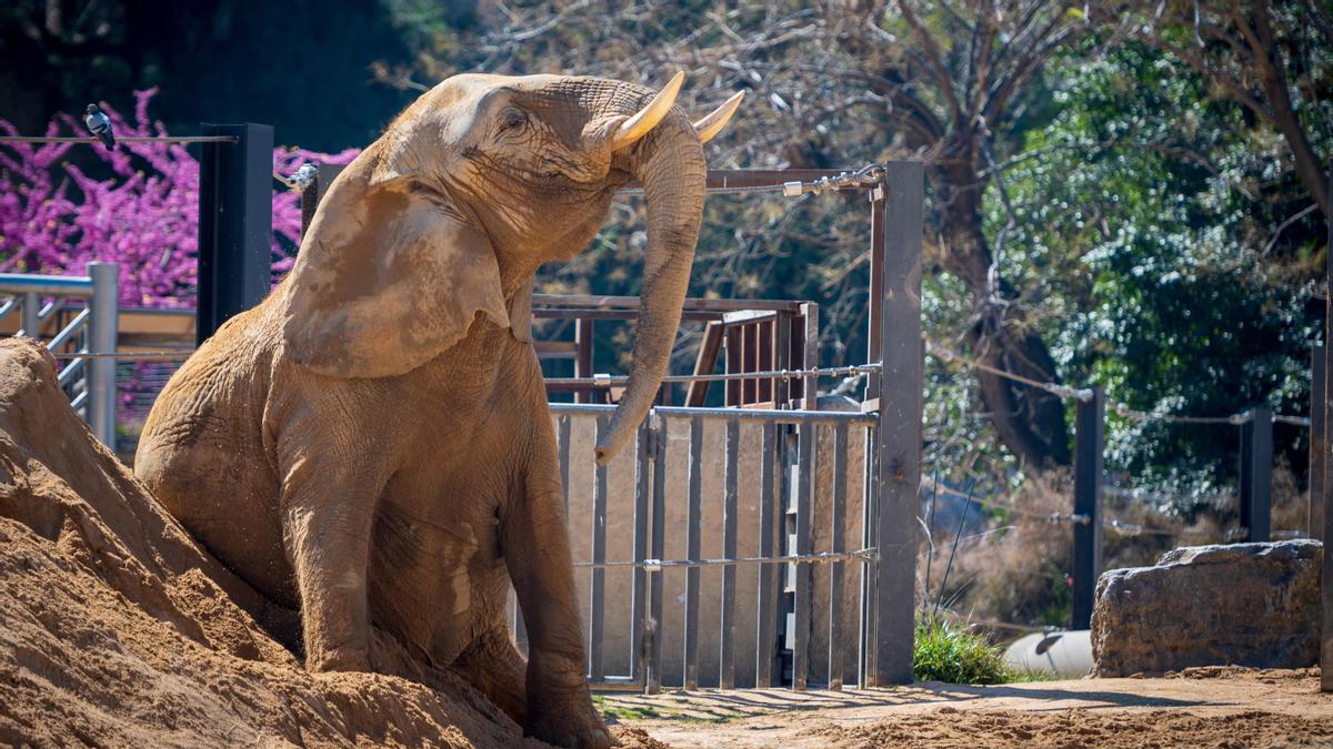 Una de las elefantas, en el Zoo de Barcelona.