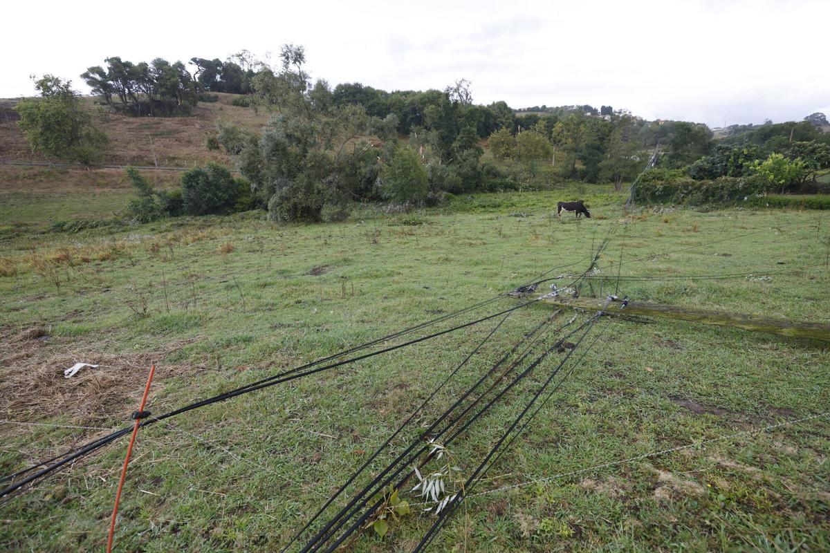 Tendidos eléctricos tirados en Antromero.
