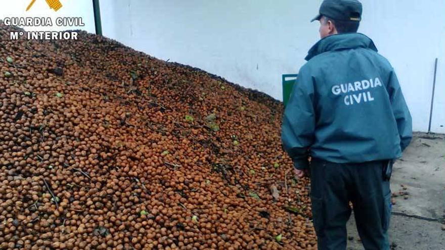 Cuatro detenidos por el robo de 500 kilos de nueces en explotación agrícola de Badajoz