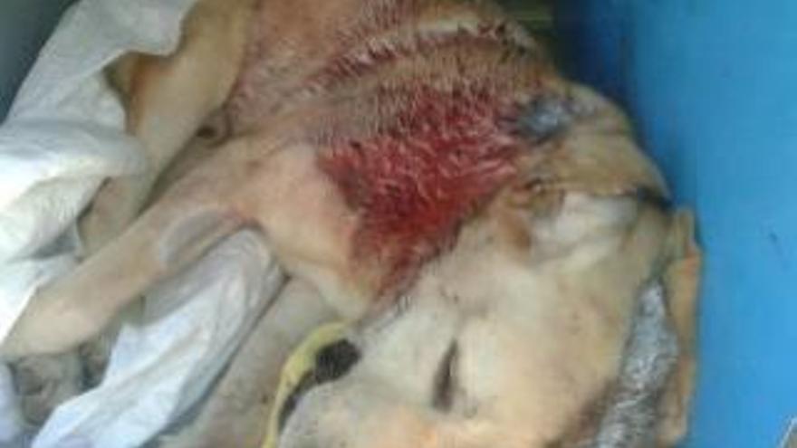 Un perro recibe 11 puñaladas en una asociación canina de Murcia