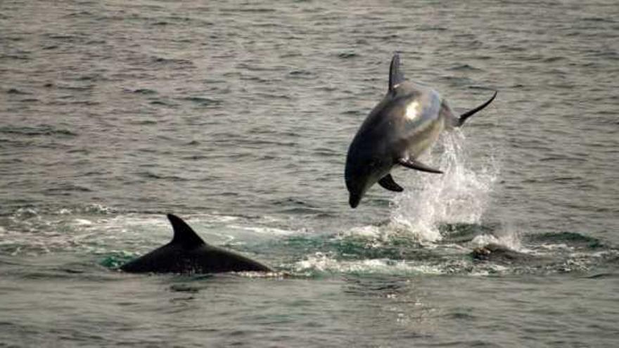 Dos ejemplares de delfín mular, jugando en las Rías Baixas.  // Cemma/Juan José Dios