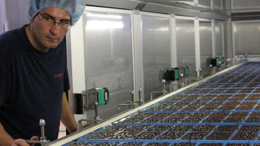 Un trabajador de Sanchis Mira en una de las líneas de producción de chocolate de la nueva fábrica.