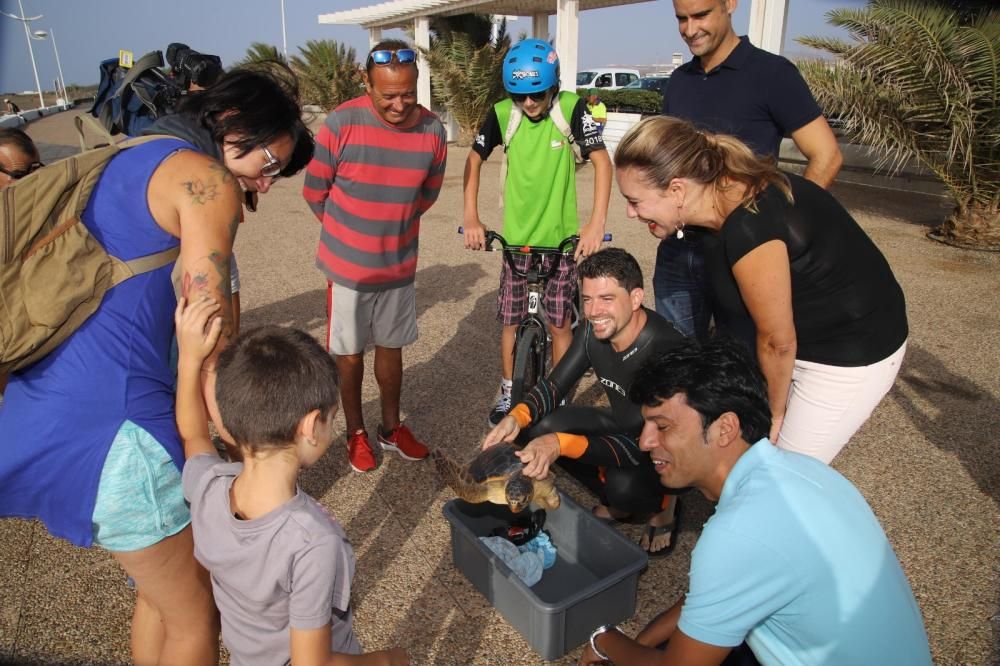 Liberan en Lanzarote a la tortuga 'Tamadaba'