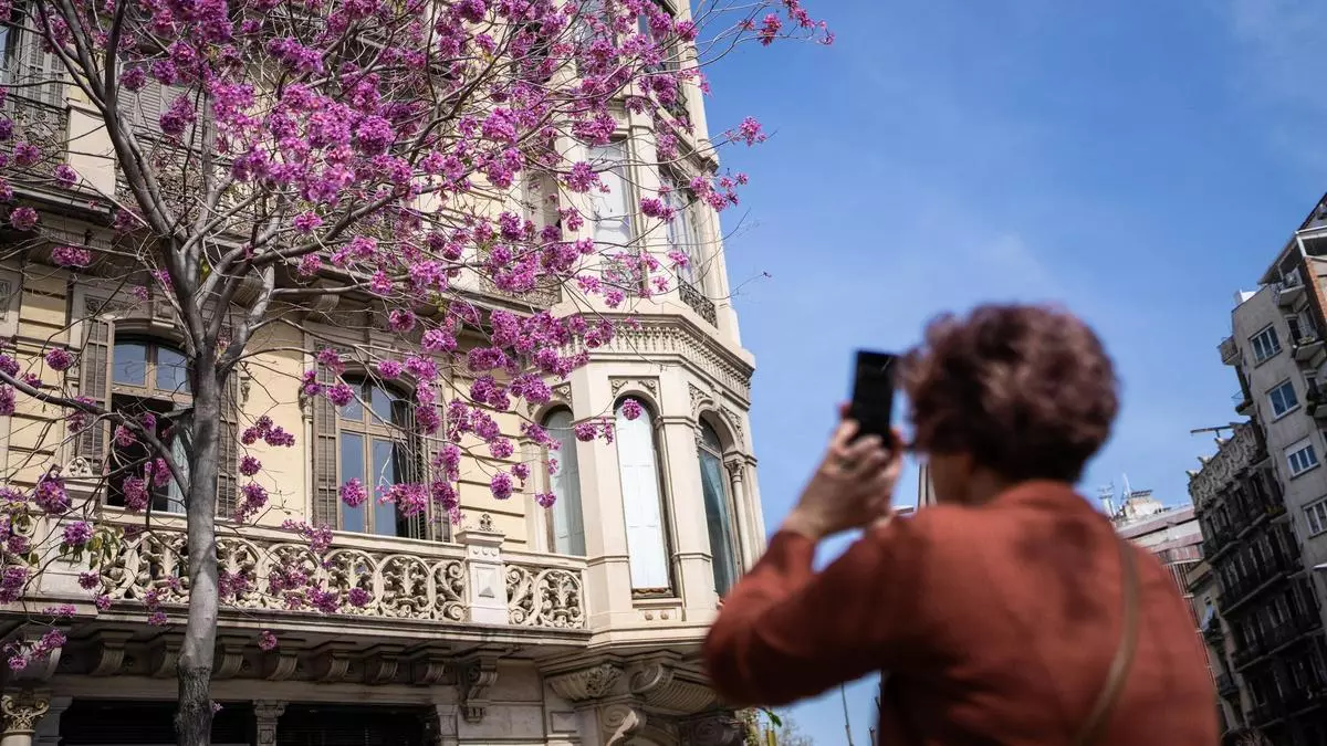 Barcelona celebra su particular 'hanami' con más de 4.500 árboles de Judea en flor