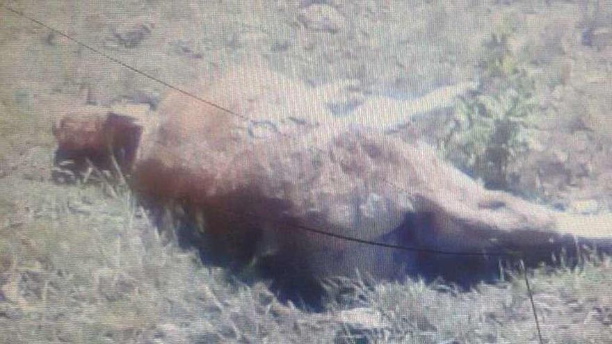 Res muerta por los lobos en Calabor.