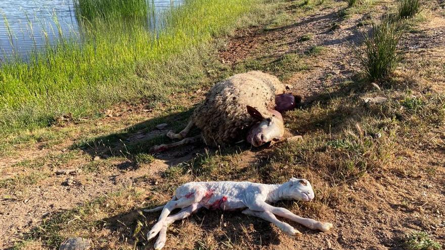 El lobo ataca un rebaño en Palacios del Pan: &quot;Esto es insoportable&quot;