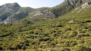 El paraje más húmedo de la Ribera registra una quinta parte de lluvia que hace un año