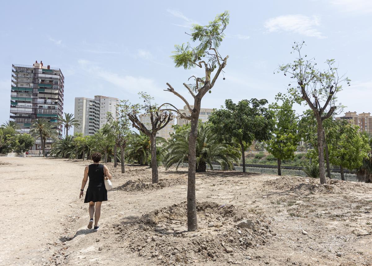 Los nuevos árboles que sustituyen a las melias en Playa de San Juan.