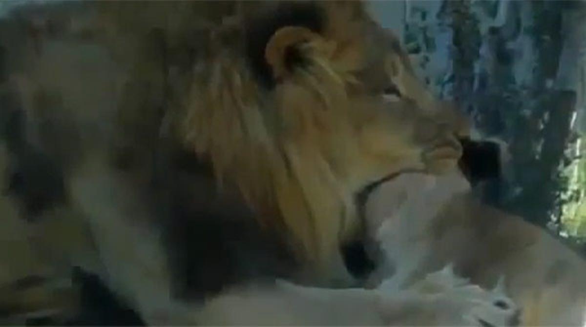 Un lleó mata una lleona davant els visitants del zoo de Dallas.