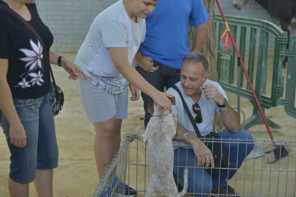 La perrera de Murcia saca sus animales a la calle