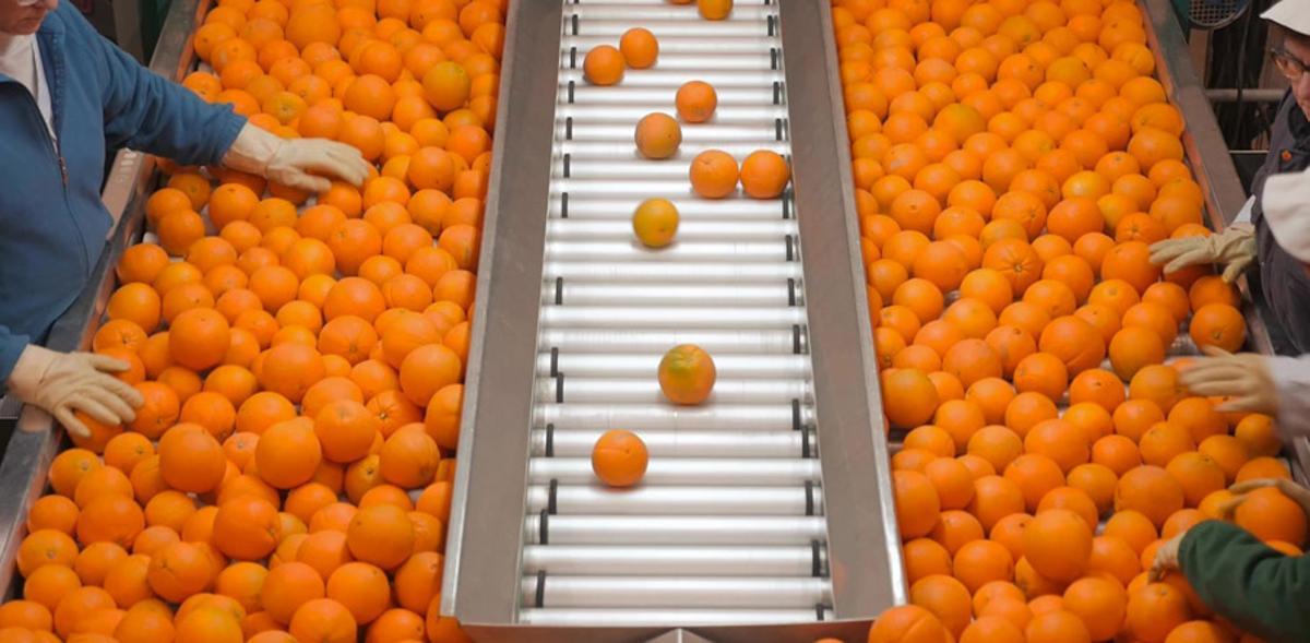 Trabajos de clasificación de las naranjas en un almacén de Palma del Río.
