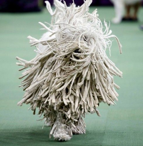 Un komondor en la edición 139 del Westminster Kennel Club Dog Show