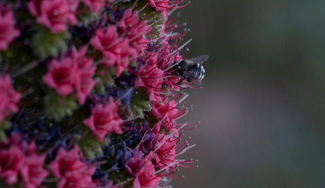 Tajinastes en flor en el Teide