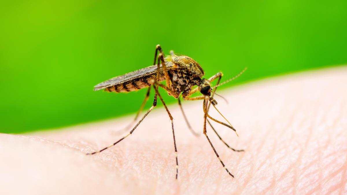 Mosquito que transmite el virus Zika.