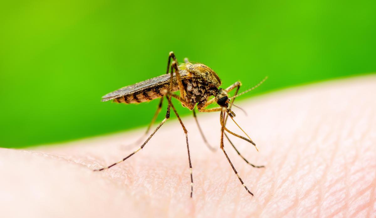 Mosquito que transmite el virus Zika.